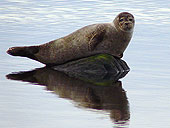 Stenness Loch Seal