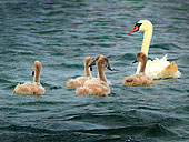 Swans on Harray Loch